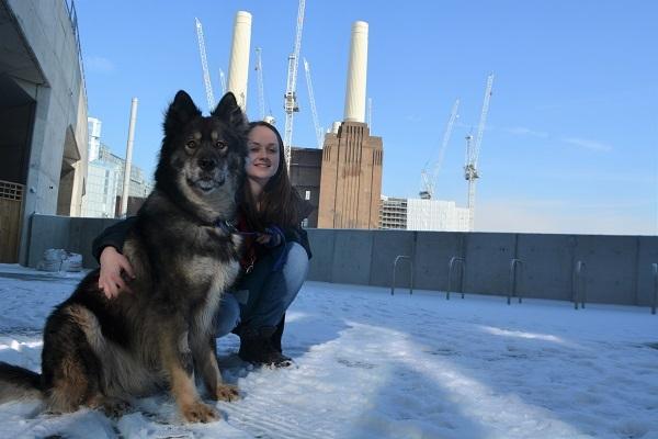 Beast From The East Battersea Dogs And Cats Home Canines Enjoy The Snow Wandsworth Times